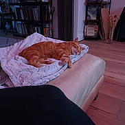 Froufrou a rejoint le concours — aidez-le/la à gagner de superbes lots ! blanket, books, bookshelf, cat, comfortable, cozy, domestic_cat, fur, furniture, home, indoor, living_room, orange_cat, ottoman, pet, quiet, relaxing, resting, sleeping, wooden_floor