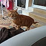 animal, blanket, bottle, carpeted_stairs, cat, curtain, domestic, drying_rack, floor, furniture, home, hot_tub, indoor, orange_tabby, pet, reflection, stairs, tiled_floor, towel, window