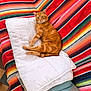 Froufrou participe au concours pour gagner de l'argent avec cette photo : animal, blanket, cat, colorful, comfort, cozy, cute, domestic_cat, feline, fur, indoor, laying_down, orange_tabby, pattern, pet, pillow, quilt, relaxed, resting, striped_fabric