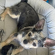 Deeps a rejoint le concours — aidez-le/la à gagner de superbes lots ! animal, black, brown, comfortable, cozy, curious, dog, ears, expression, fabric, fur, home, household_items, indoor, looking_up, pet_bed, resting, small_dog, toy, white