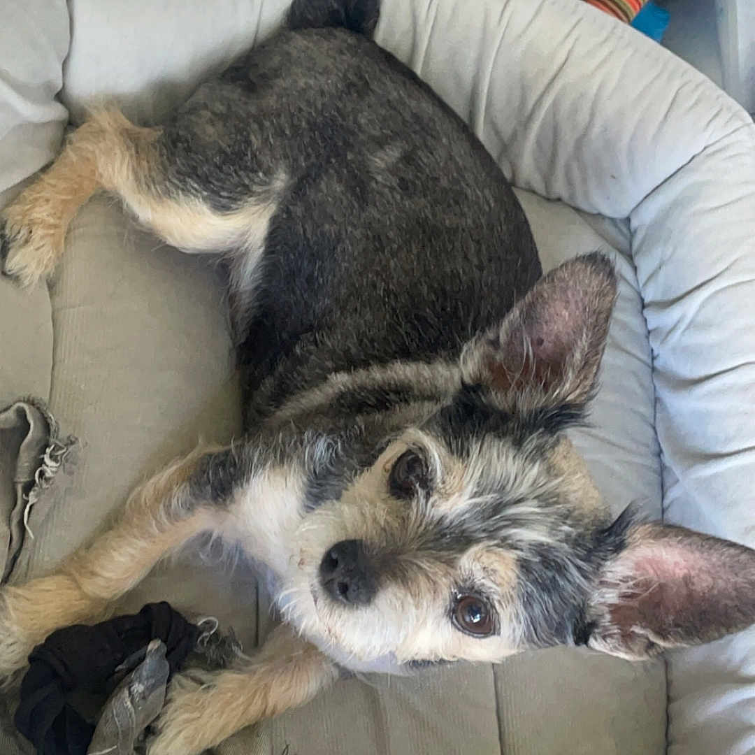 Deeps a rejoint le concours — aidez-le/la à gagner de superbes lots ! animal, black, brown, comfortable, cozy, curious, dog, ears, expression, fabric, fur, home, household_items, indoor, looking_up, pet_bed, resting, small_dog, toy, white