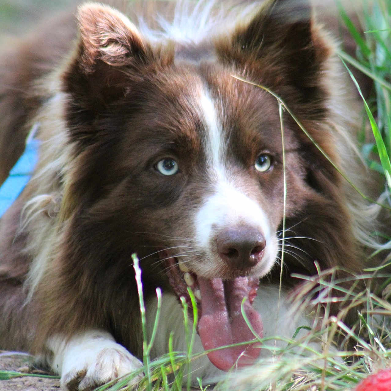 Mushu El Dragon participe au concours pour gagner de l'argent avec cette photo : animal, blue_eyes, brown, canine, closeup, dog, ears, focus, fur, grass, happy, lying_down, nature, outdoor, pet, playful, red_ball, snout, tongue_out, white