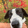 dog, black_and_white, close_up, nose, curious, person, arm, hand, autumn, red_leaves, tree, grass, outdoor, nature, pet, animal, fur, snout, background, colorful