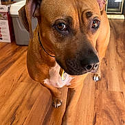 Charlie is registered to the contest to win money with this photo: dog, brown_dog, indoor, wooden_floor, pet, curious, close_up, animal, canine, floor, ears, collar, tag, household_items, box, trash_bin, fur, paw, looking, standing