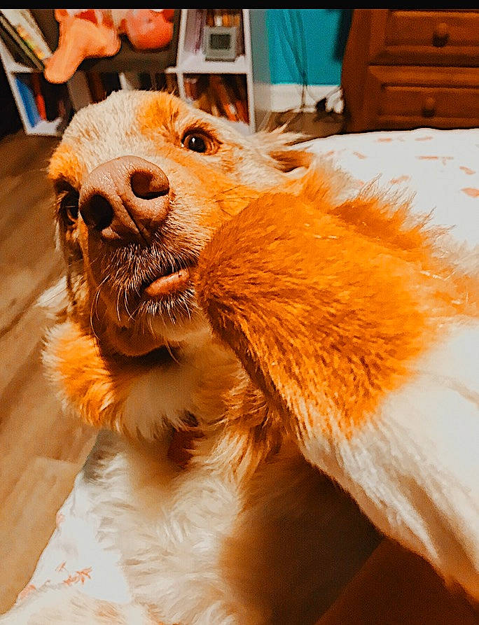 Myles is registered to the contest to win money with this photo: canidae, carnivore, dog, dog_breed, fur, golden_retriever, snout, sporting_group, terrier