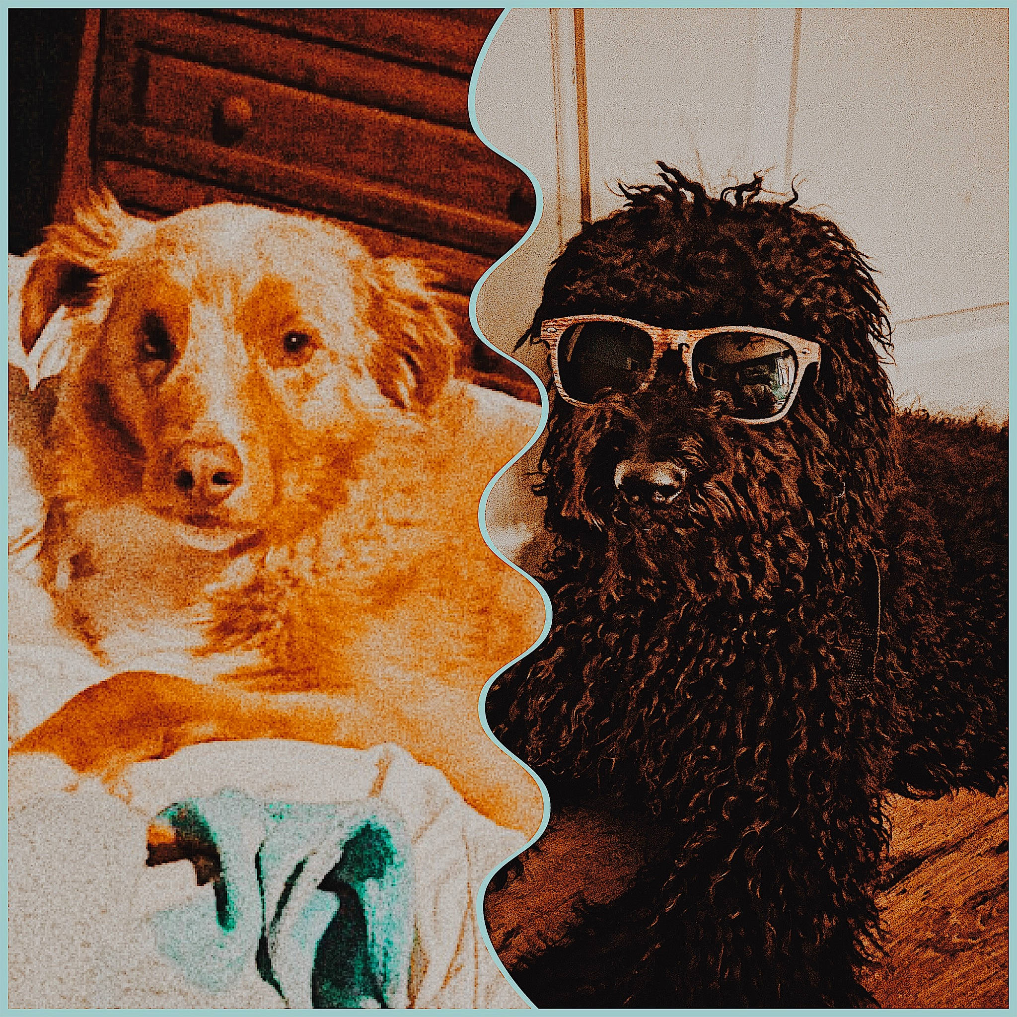 Myles is registered to the contest to win money with this photo: art, boykin_spaniel, canidae, carnivore, dog, dog_breed, golden_retriever, illustration, nova_scotia_duck_tolling_retriever, painting, retriever, spaniel, sporting_group