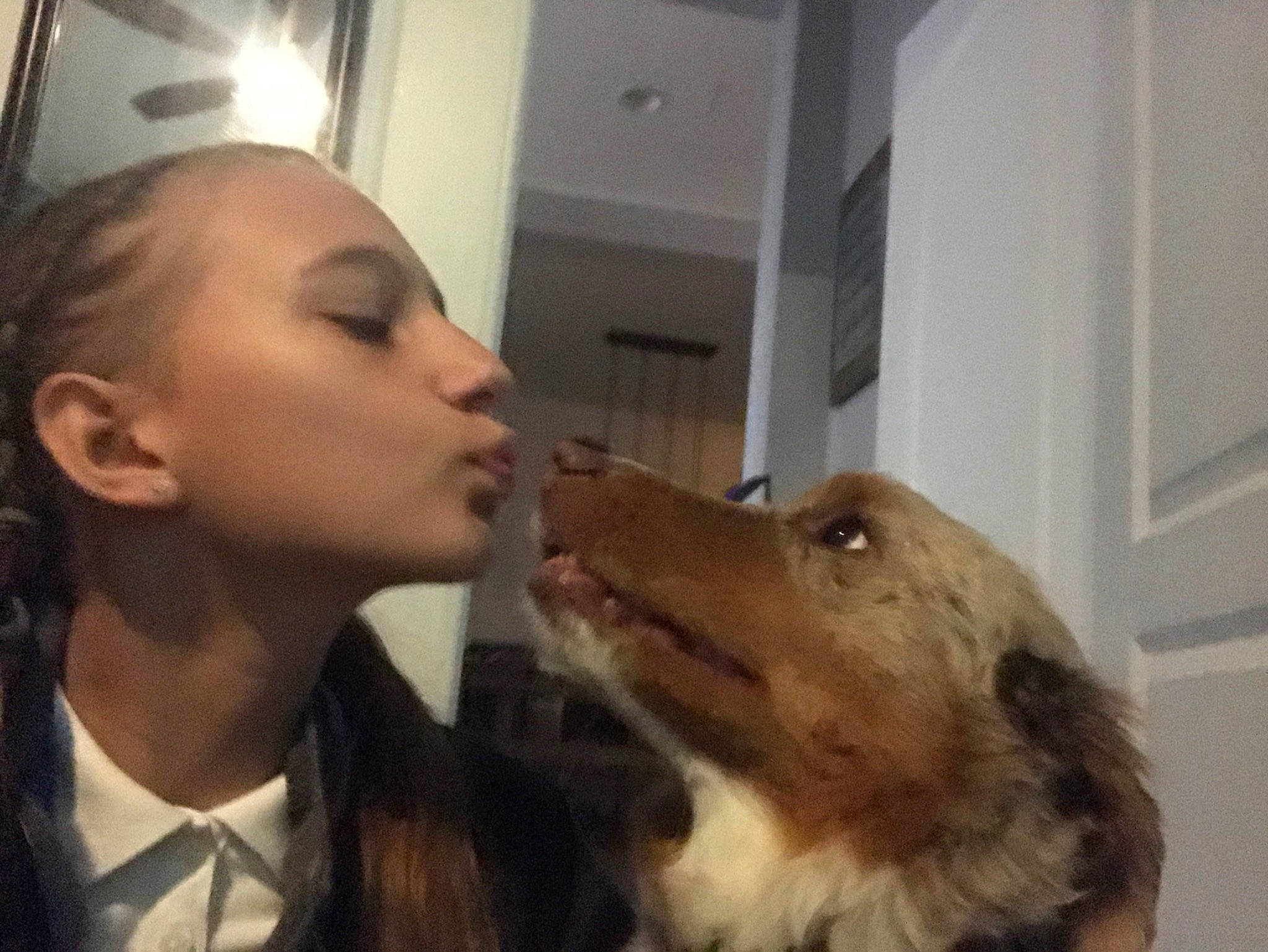 Myles joined the competition — help win amazing prizes! australian_shepherd, canidae, carnivore, collie, companion_dog, dog, dog_breed, ear, eye, head, jaw, mouth, nose, organ, photography, rough_collie, selfie, shetland_sheepdog, smile, snout
