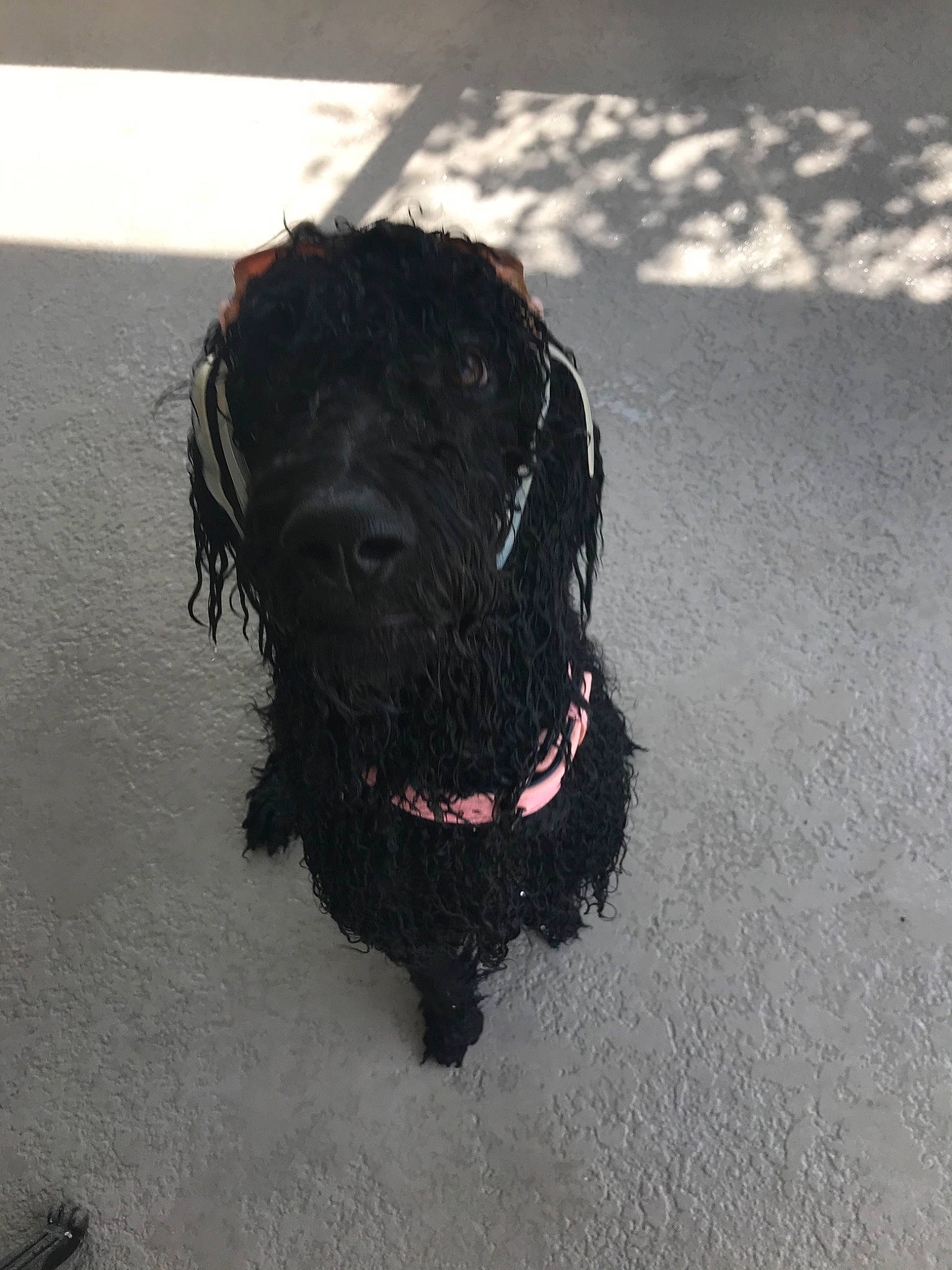 Kaia is registered to the contest to win money with this photo: black_russian_terrier, canidae, carnivore, dog, dog_breed, mammal, portuguese_water_dog, schnoodle, spanish_water_dog, sporting_group, terrier