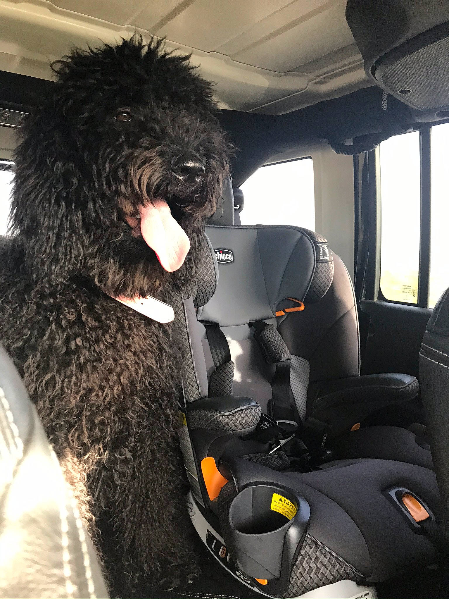 Kaia is registered to the contest to win money with this photo: canidae, car_seat, car_seat_cover, carnivore, companion_dog, dog, dog_breed, miniature_poodle, non_sporting_group, poodle, portuguese_water_dog, snout, spanish_water_dog, sporting_group, standard_poodle, water_dog