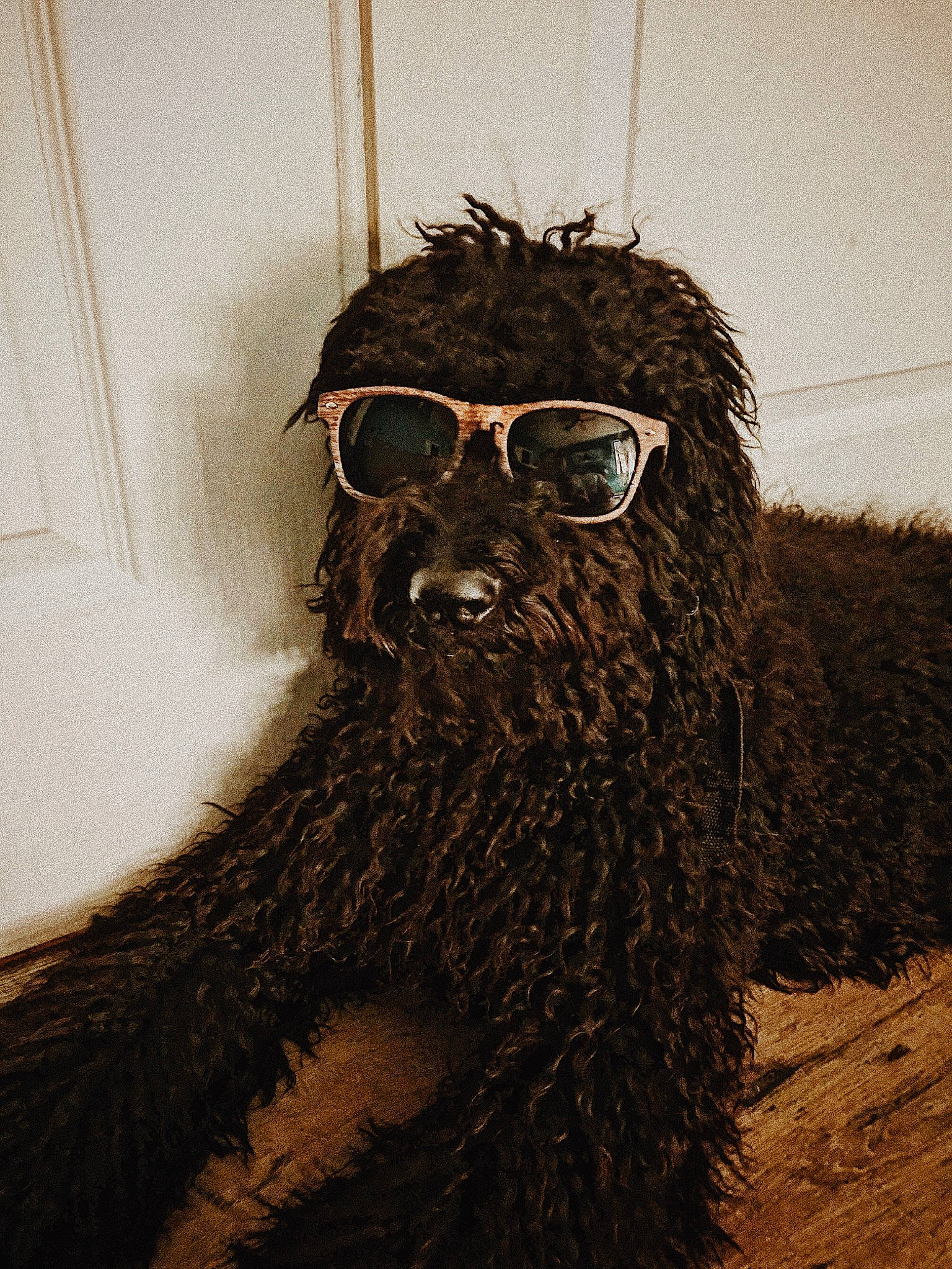 Kaia is registered to the contest to win money with this photo: beard, eyewear, facial_hair, fur, glasses, hair