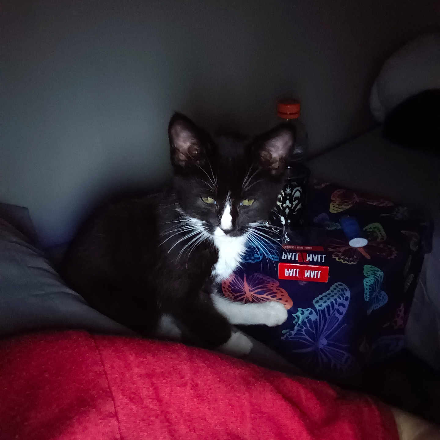 Dramadrako is registered to the contest to win money with this photo: animal, bed, black_and_white, blanket, bottle, box, butterfly_pattern, cat, cozy, dim_light, domestic, fabric, feline, indoor, night, pet, quiet, resting, table, whiskers