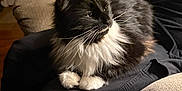 Percy is registered to the contest to win money with this photo: cat, black_and_white, fluffy, pet, indoor, couch, lap, person, furniture, relaxed, whiskers, paws, seated, cozy, home, living_room, soft_lighting, fur, animal, companion