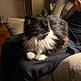 cat, black_and_white, fluffy, pet, indoor, couch, lap, person, furniture, relaxed, whiskers, paws, seated, cozy, home, living_room, soft_lighting, fur, animal, companion