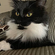 Percy joined the competition — help win amazing prizes! cat, black_and_white, feline, yellow_eyes, fur, whiskers, sofa, couch, indoor, pet, close_up, relaxed, resting, texture, cozy, domestic_animal, animal_portrait, side_view, home, calm