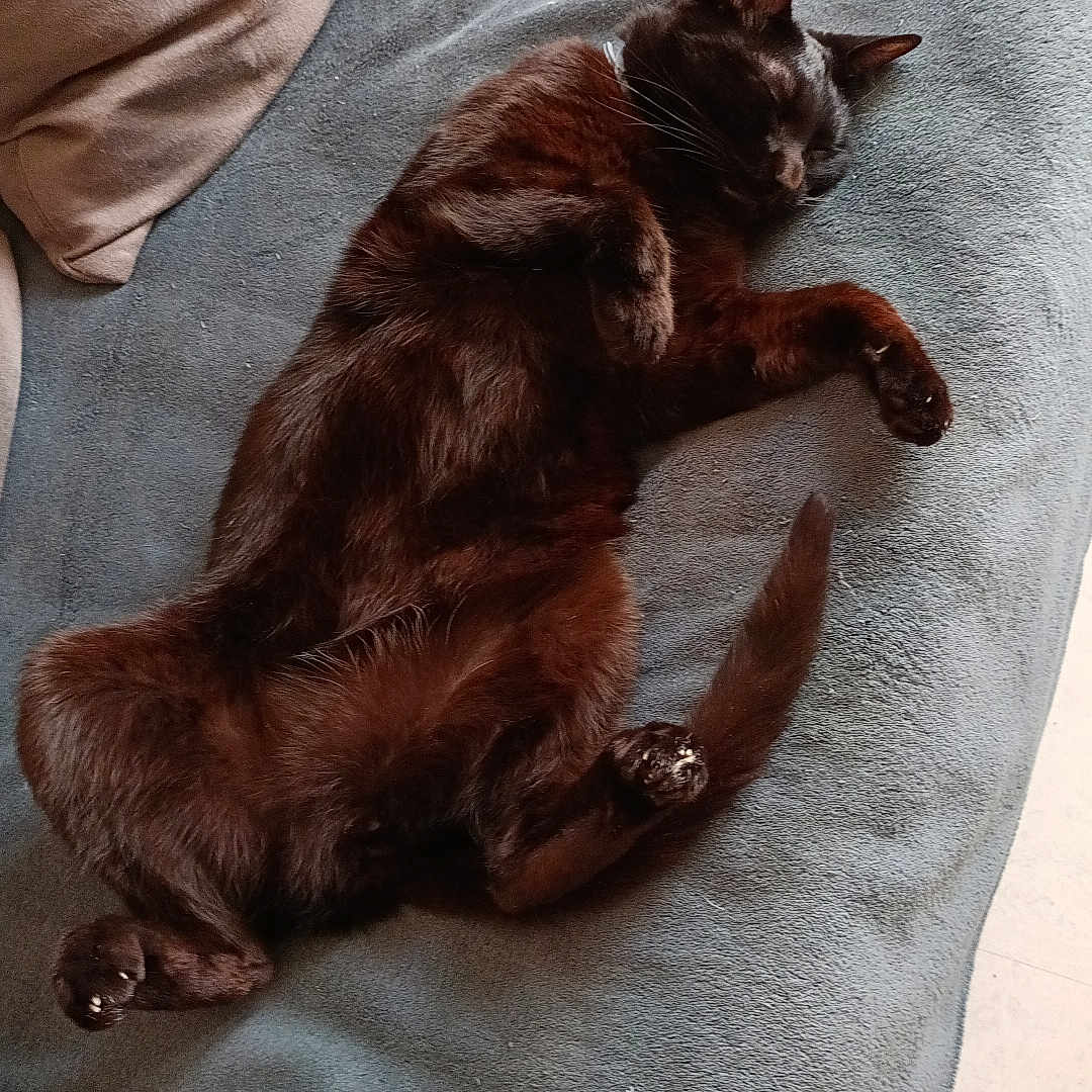 Shadow participe au concours pour gagner de l'argent avec cette photo : abyssinian, animal, bed, blackcat, blanket, cat, chair, couch, cushion, furniture, hardwood, homedecor, indoors, kitten, linen, manx, person, pet, sleeping, wood