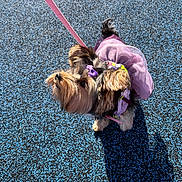 London joined the competition — help win amazing prizes! dog, small_dog, puppy, leash, purple_outfit, bow, curious, looking_up, outdoor, blue_ground, textured_surface, shadow, pet, canine, walking, adorable, furry, cute, sunlight, playful