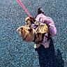 dog, small_dog, puppy, leash, purple_outfit, bow, curious, looking_up, outdoor, blue_ground, textured_surface, shadow, pet, canine, walking, adorable, furry, cute, sunlight, playful