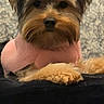 dog, small_dog, sweater, pink_clothing, pet, fur, cute, animal, portrait, indoor, cozy, fluffy, brown_fur, black_fur, resting, looking_at_camera, paw, companion, domestic_animal, adorable