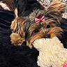 dog, toy, bow, plush_toy, cute, pet, animal, fur, playful, lying_down, close_up, indoor, black_fur, brown_fur, soft_texture, small_dog, yorkshire_terrier, bed, blanket, nose