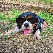 Praline participe au concours pour gagner de l'argent avec cette photo : dog, sunglasses, grass, tongue_out, outdoor, pet, summer, black_and_white, canine, nature, playful, relaxed, animal, close_up, laying_down, sunny, cool, funny, tongue, grass_field
