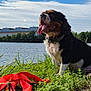 Praline a rejoint le concours — aidez-le/la à gagner de superbes lots ! dog, tongue_out, grass, leash, water, trees, building, sky, clouds, outdoor, pet, animal, nature, sunny, happy, collar, sitting, greenery, daytime, canine