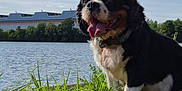 Praline a rejoint le concours — aidez-le/la à gagner de superbes lots ! dog, grass, lake, water, leash, sky, clouds, trees, outdoor, animal, pet, canine, happy, nature, summer, tongue_out, collar, black_white_brown, sitting, daylight