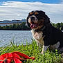 dog, grass, lake, water, leash, sky, clouds, trees, outdoor, animal, pet, canine, happy, nature, summer, tongue_out, collar, black_white_brown, sitting, daylight