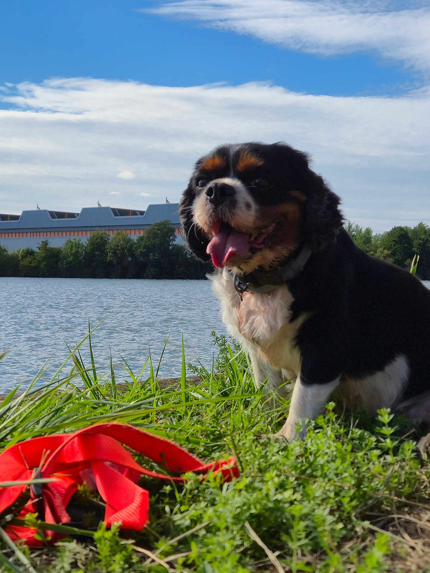 Praline a rejoint le concours — aidez-le/la à gagner de superbes lots ! dog, grass, lake, water, leash, sky, clouds, trees, outdoor, animal, pet, canine, happy, nature, summer, tongue_out, collar, black_white_brown, sitting, daylight