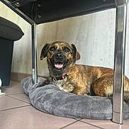 Toscane participe au concours pour gagner de l'argent avec cette photo : dog, brindle, smiling, pet, indoor, floor, bed, gray, metal_chair, tile, collar, animal, resting, cute, fur, canine, relaxed, happy, domestic, comfort