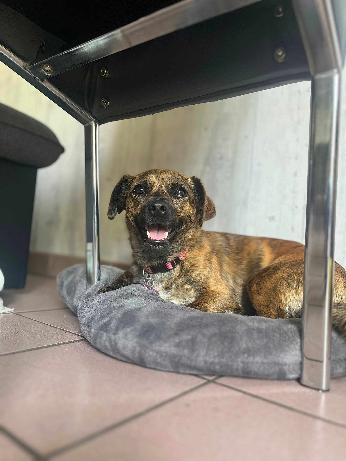Toscane participe au concours pour gagner de l'argent avec cette photo : dog, brindle, smiling, pet, indoor, floor, bed, gray, metal_chair, tile, collar, animal, resting, cute, fur, canine, relaxed, happy, domestic, comfort