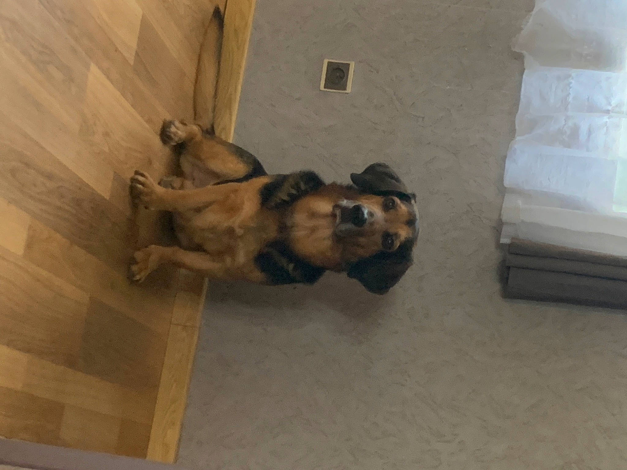 Toby a rejoint le concours — aidez-le/la à gagner de superbes lots ! art, canidae, carnivore, dog, dog_breed, fawn, flooring, hardwood, human_leg, plaster, religious_item, room, sculpture, sporting_group, tail, thigh, wood