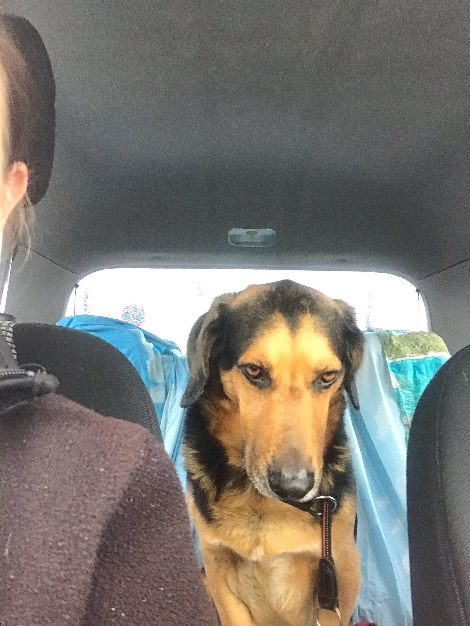 Toby participe au concours pour gagner de l'argent avec cette photo : air_travel, auto_part, automotive_exterior, car_seat, car_seat_cover, carnivore, comfort, companion_dog, dog, dog_breed, family_car, fur, head_restraint, luxury_vehicle, sporting_group, television, travel, vehicle_door, windshield, working_animal