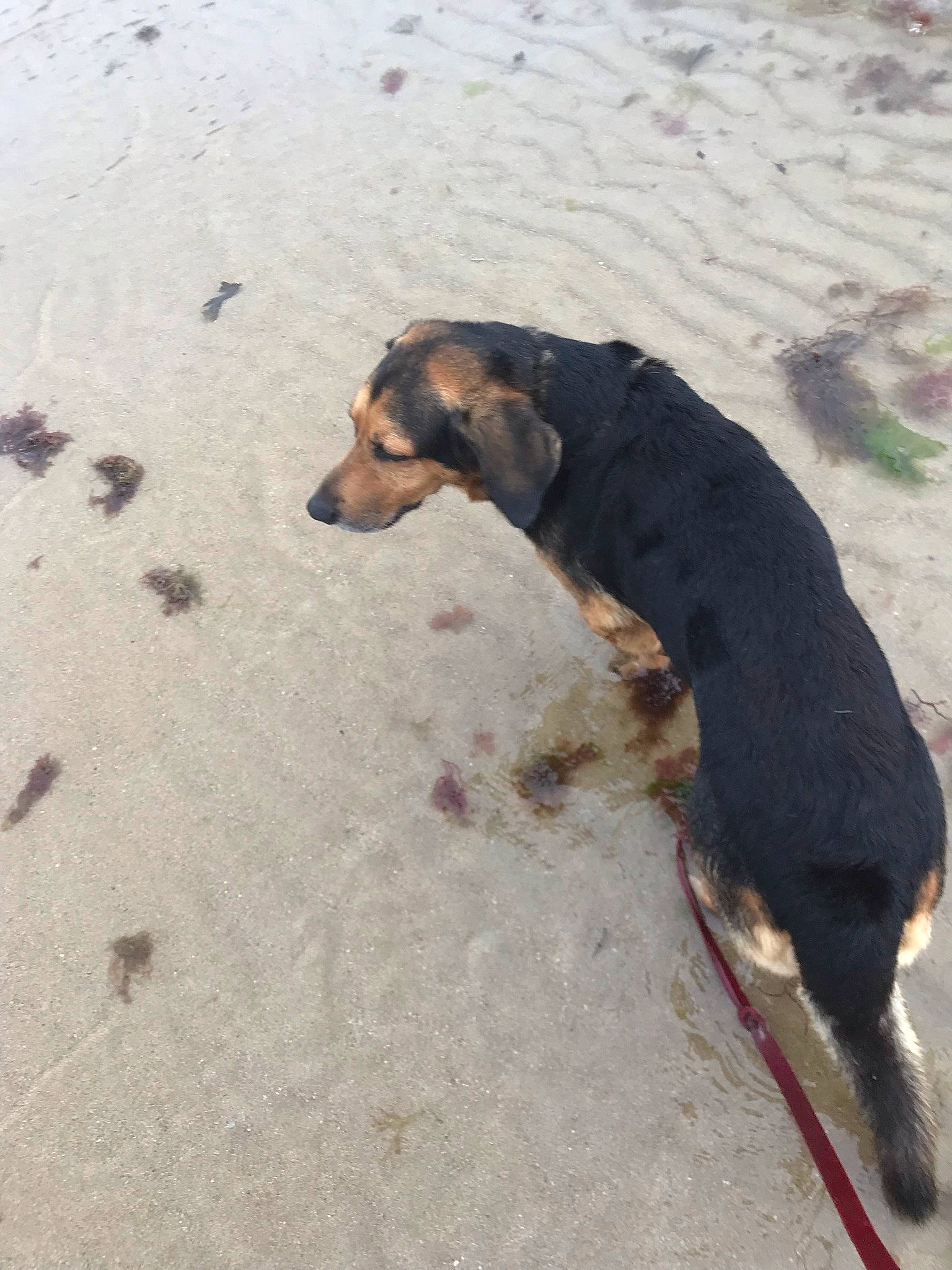 Toby participe au concours pour gagner de l'argent avec cette photo : beach, canidae, carnivore, dog, dog_breed, guard_dog, hunting_dog, landscape, paw, rock, sand, sporting_group, tail, terrestrial_animal, working_animal, working_dog