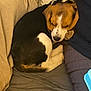 Maiden participe au concours pour gagner de l'argent avec cette photo : dog, beagle, sleeping, curled_up, couch, blanket, pillow, indoor, pet, cozy, resting, brown, white, black, fur, animal, relaxing, domestic, companion, cute