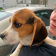 Maiden a rejoint le concours — aidez-le/la à gagner de superbes lots ! dog, puppy, beagle, person, face, ear, car, window, building, outdoor, pet, closeup, fur, animal, holding, black_clothing, white_paw, side_profile, expression, smile