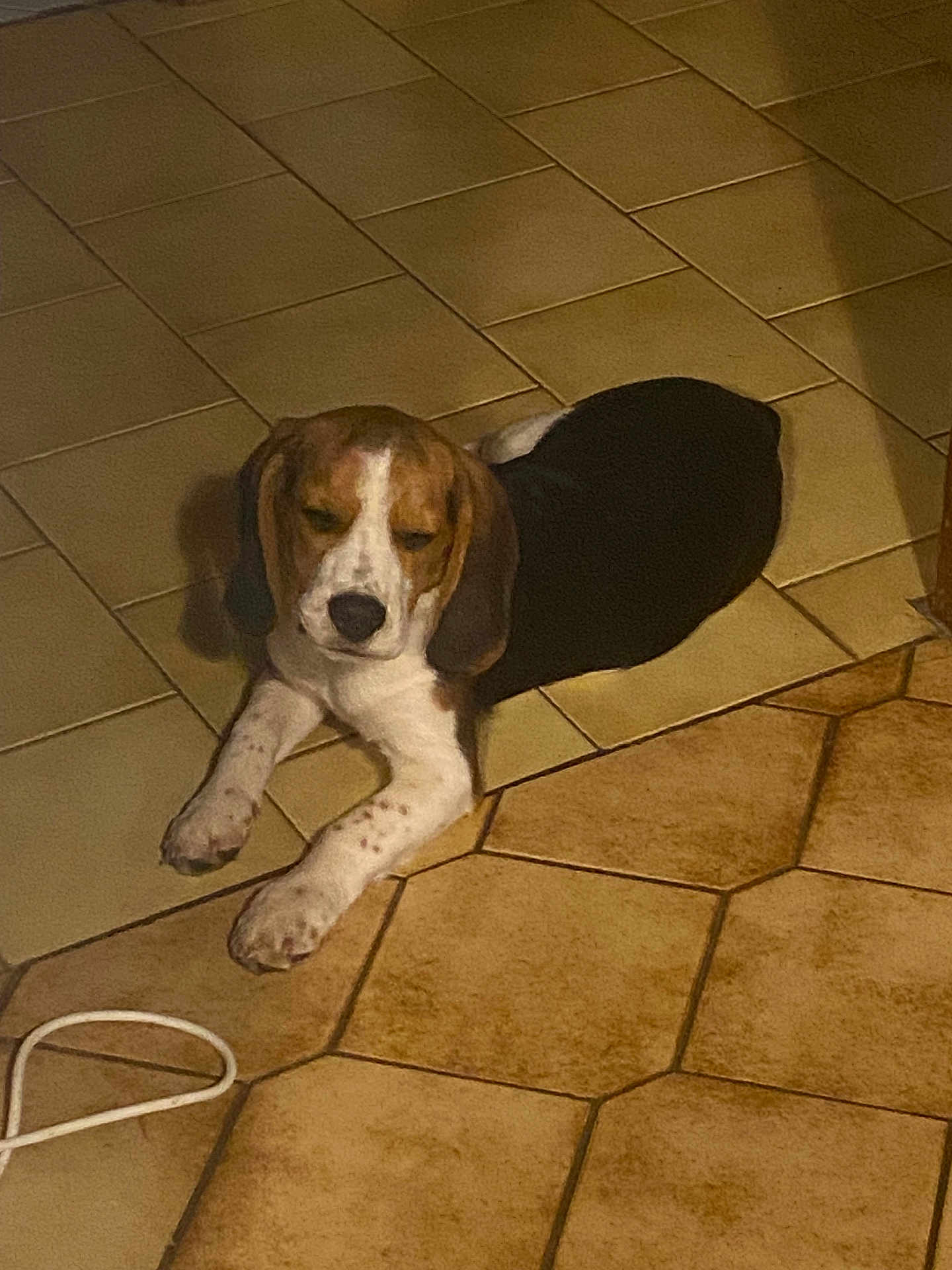 Maiden participe au concours pour gagner de l'argent avec cette photo : dog, beagle, puppy, floor, tile_floor, indoor, pet, resting, sleepy, brown, black, white, ears, animal, canine, cute, young_dog, laying_down, domestic_animal, house
