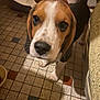 Maiden a rejoint le concours — aidez-le/la à gagner de superbes lots ! beagle, puppy, dog, pet, close_up, floor, tile_floor, hand, indoor, food_bowl, curious, brown, white, black, snout, ears, animal, young, cute, domestic_pet