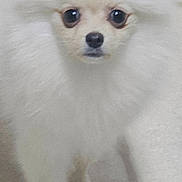 Kaydee Noel is registered to the contest to win money with this photo: dog, small_dog, white_fur, fluffy, close_up, pet, animal, indoor, floor, canine, cute, furry, portrait, looking_at_camera, domestic_animal, young_dog, standing, eyes, snout, fur
