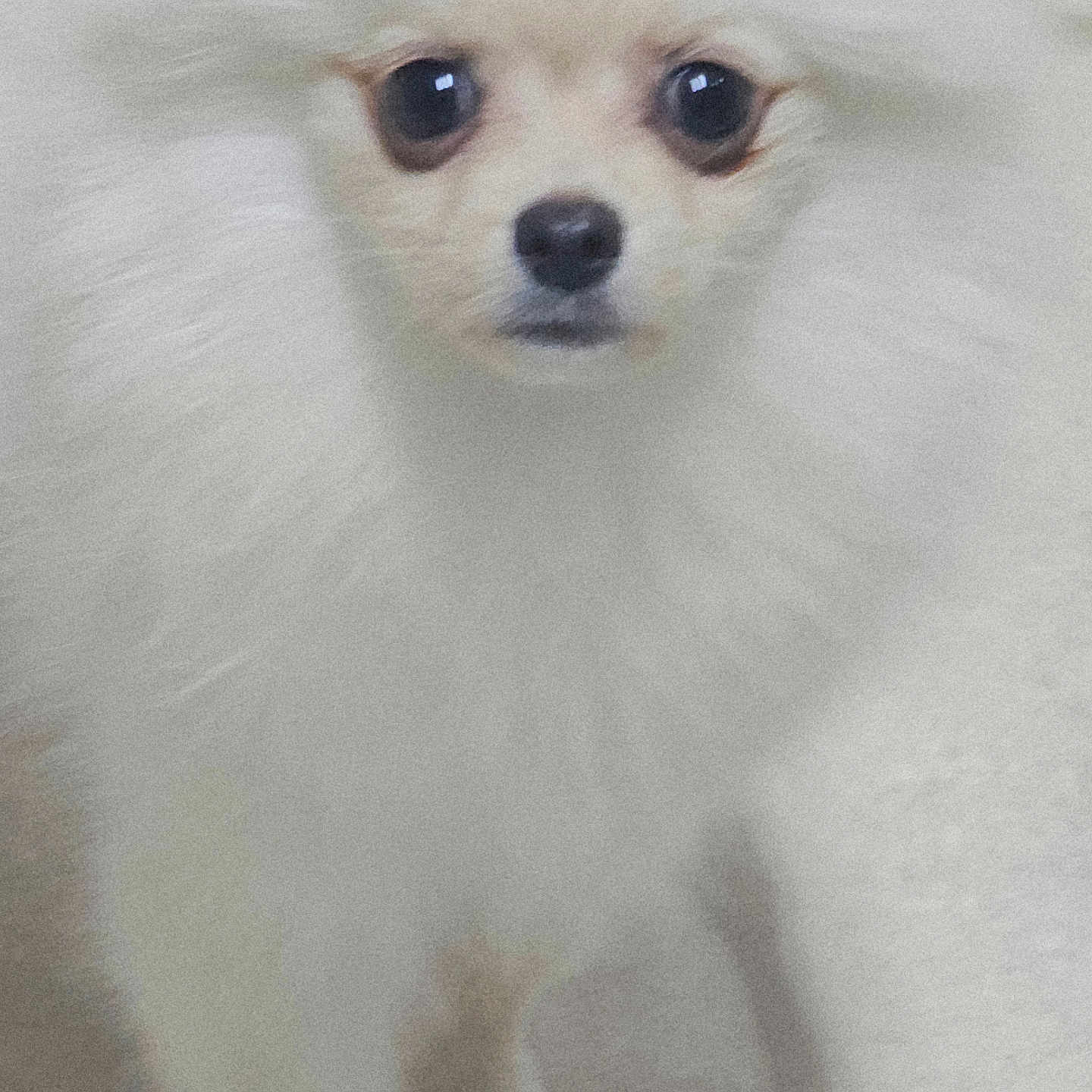 Kaydee Noel is registered to the contest to win money with this photo: dog, small_dog, white_fur, fluffy, close_up, pet, animal, indoor, floor, canine, cute, furry, portrait, looking_at_camera, domestic_animal, young_dog, standing, eyes, snout, fur