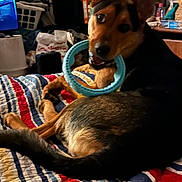 Luna joined the competition — help win amazing prizes! dog, toy, bed, quilt, striped, indoor, pet, mouth, playful, fur, ears, tail, looking_back, household_items, colorful, resting, animal, domestic, canine, cozy