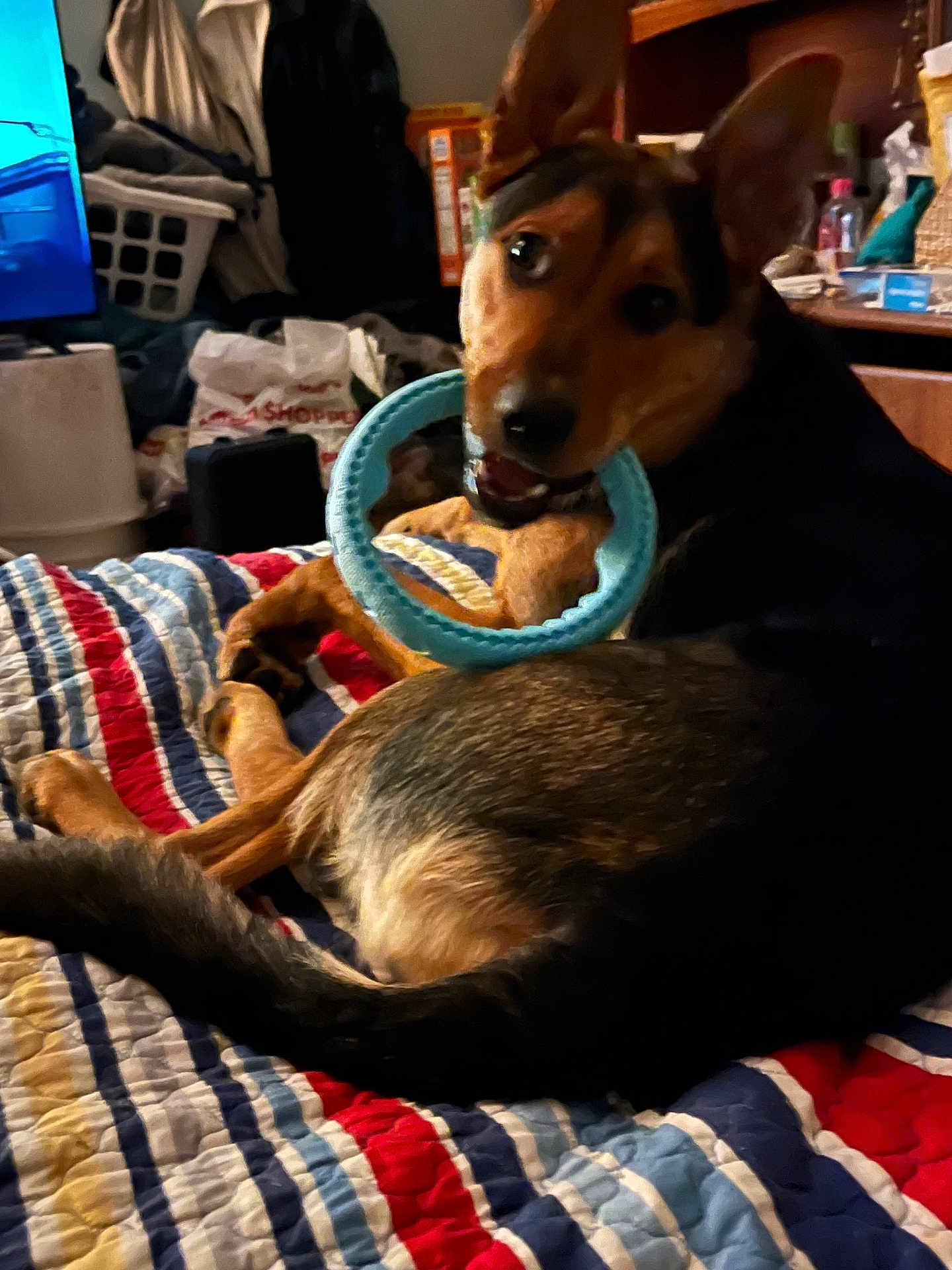 Luna joined the competition — help win amazing prizes! dog, toy, bed, quilt, striped, indoor, pet, mouth, playful, fur, ears, tail, looking_back, household_items, colorful, resting, animal, domestic, canine, cozy