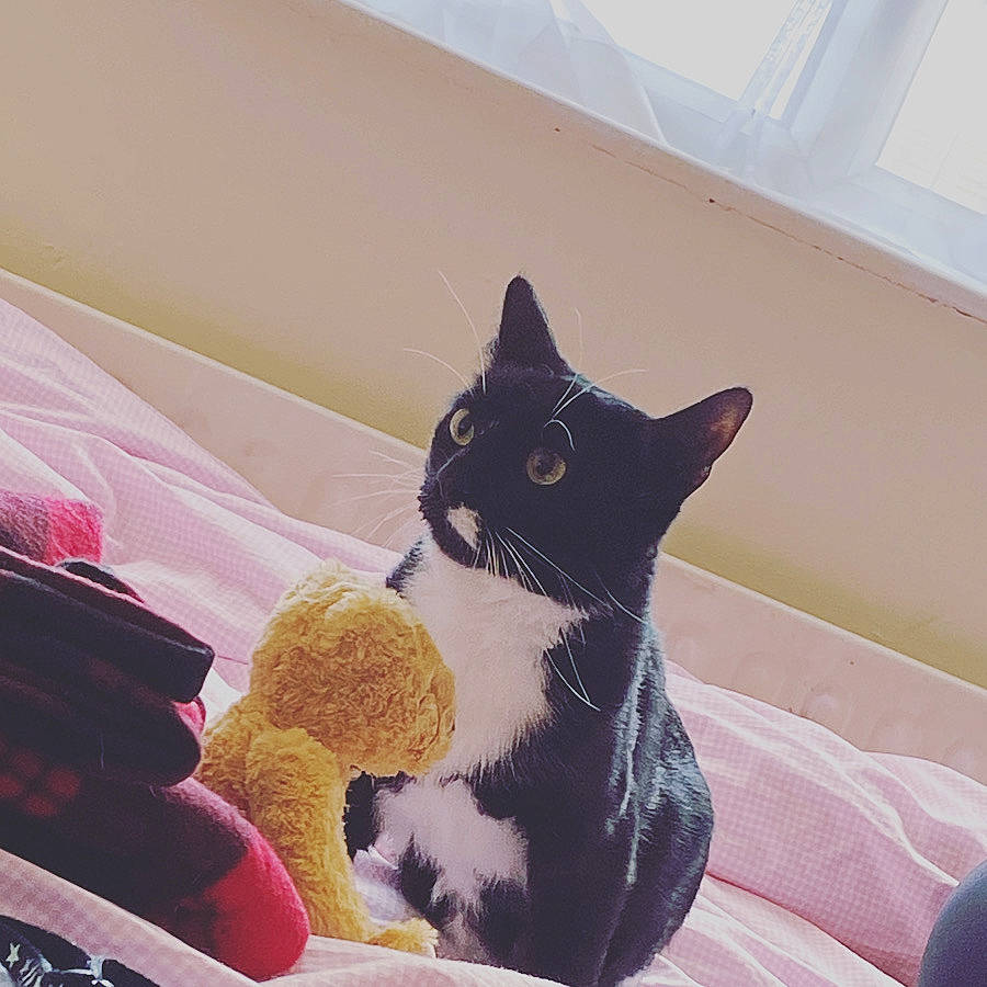 Dopey is registered to the contest to win money with this photo: asian, black_cat, carnivore, cat, domestic_short_haired_cat, felidae, kitten, leg, polydactyl_cat, room, sitting, small_to_medium_sized_cats, tail, whiskers