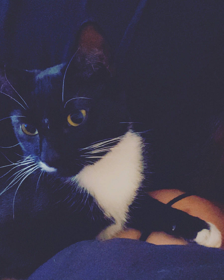 Dopey is registered to the contest to win money with this photo: black, black_and_white, black_cat, carnivore, cat, domestic_short_haired_cat, ear, eye, felidae, fur, kitten, night, nose, polydactyl_cat, sky, small_to_medium_sized_cats, tail, whiskers