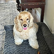Chester joined the competition — help win amazing prizes! animal, canine, carpet, chew_toy, companion, cozy, cream_color, dog, dog_bed, floor, fluffy, fur, home_interior, indoor, long_ears, pet, relaxed, resting, tongue_out, wooden_furniture