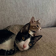 Lana And Pinguino joined the competition — help win amazing prizes! animal, black_and_white_cat, cat, cats, close_up, collar, companions, couch, curious, domestic_animal, ears, feline, furniture, indoor, lying_down, pet, relaxing, soft_lighting, tabby_cat, whiskers
