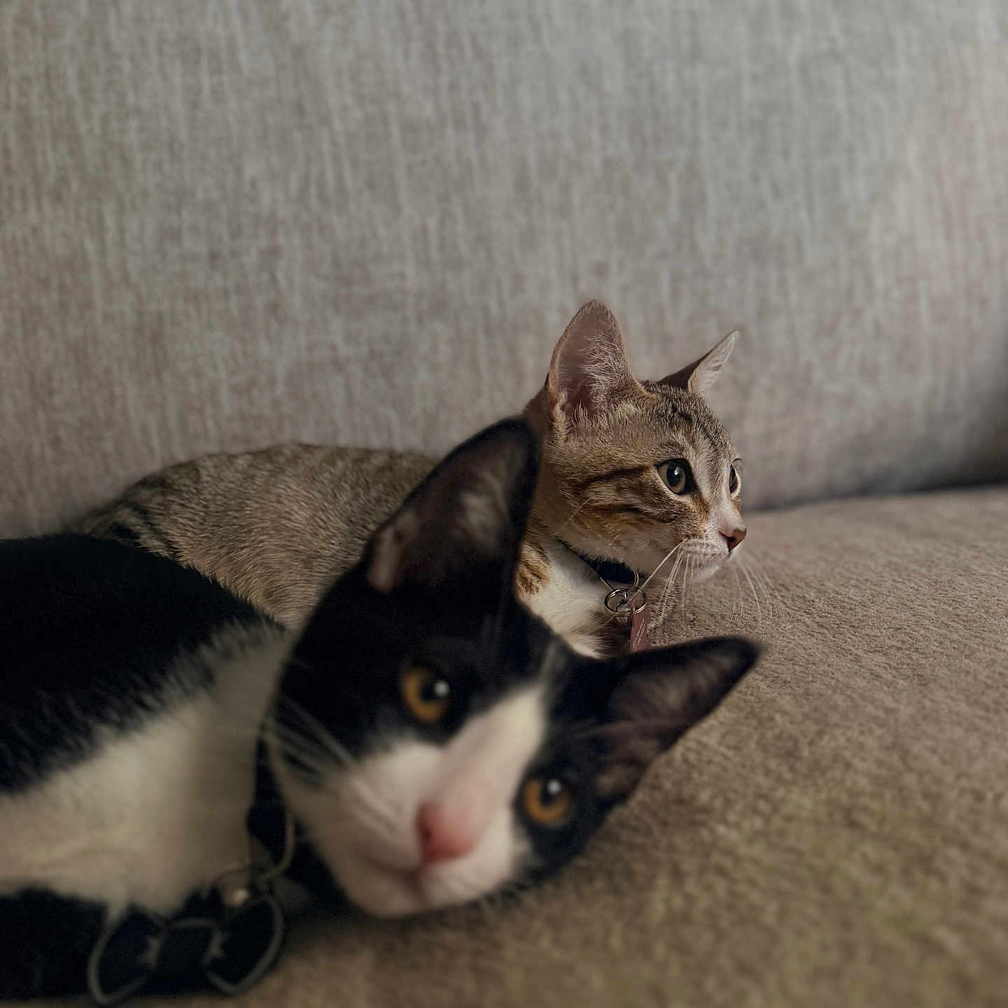 Lana And Pinguino
