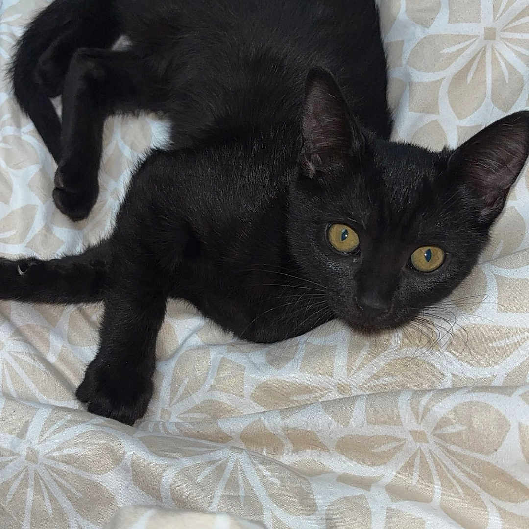 Nala participe au concours pour gagner de l'argent avec cette photo : black_cat, cat, pet, animal, feline, lying_down, blanket, patterned_blanket, indoors, resting, cute, yellow_eyes, fur, whiskers, ears, looking_up, cozy, domestic_animal, sleepy, young_cat