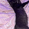 animal, bed, black_cat, blanket, cozy, cute, feline, fur, indoor, kitten, pet, pink, relaxed, resting, sleeping, small, soft, tail, whiskers, young