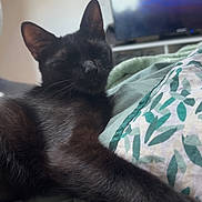 Nala participe au concours pour gagner de l'argent avec cette photo : black_cat, cat, pet, sleepy, relaxed, bed, bedding, leaf_pattern, indoor, home, feline, fur, whiskers, close_up, resting, animal, living_room, television, blanket, comfort