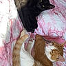 animal, bed, black_cat, blanket, cat, companion, cozy, cute, domestic_animal, feline, fur, indoor, orange_cat, pet, pink_blanket, relaxation, resting, sleeping, whiskers, white_cat